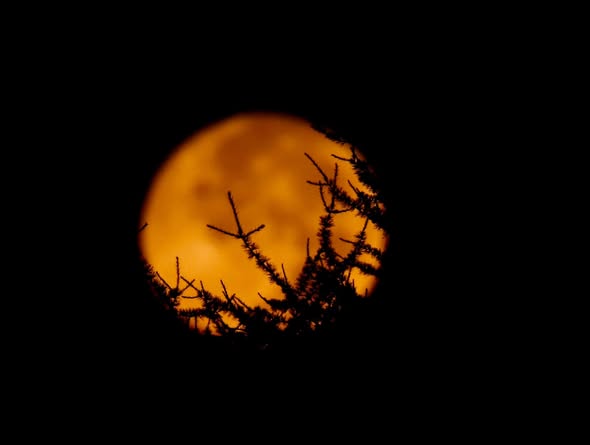 Orange Moon behind the trees and the dark sky